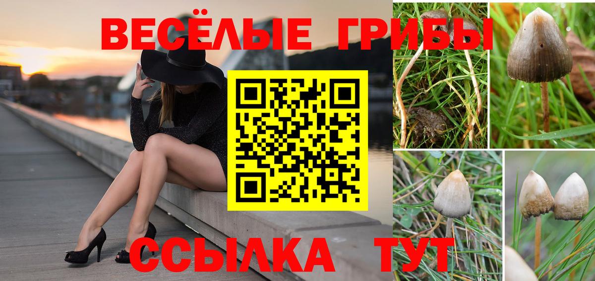 Псилоцибиновые грибы GOLDEN TEACHER  Галлюциногенные грибы GOLDEN TEACHER  Вход с VPN  Тобольск 